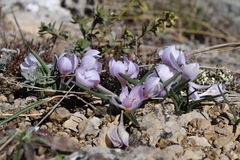 Colchicum triphyllum