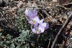 Colchicum triphyllum