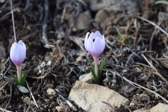 Colchicum triphyllum