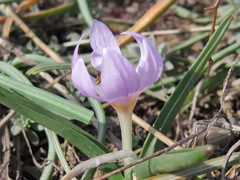 Colchicum triphyllum