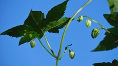 Ceratiosicyos laevis