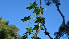Ceratiosicyos laevis