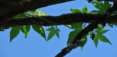 Ceratiosicyos laevis