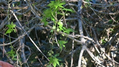 Ceratiosicyos laevis
