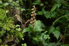 Goodyera foliosa