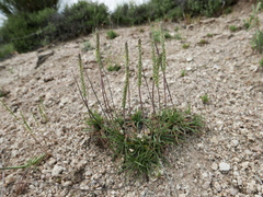 Plantago holosteum