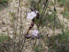 Dianthus pungens