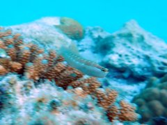 Ecsenius mandibularis