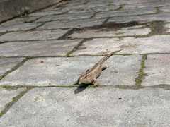 Lacerta agilis