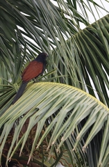 Centropus sinensis