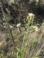 Melanthieae