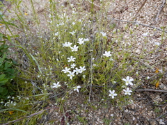 Arenaria grandiflora