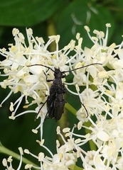 Anthophylax attenuatus