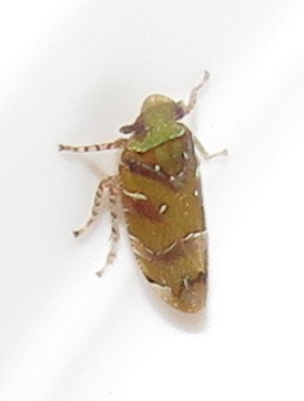 Nototettigometra
