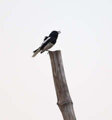 Copsychus saularis
