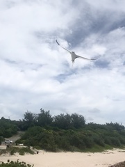 Phaethon lepturus catesbyi