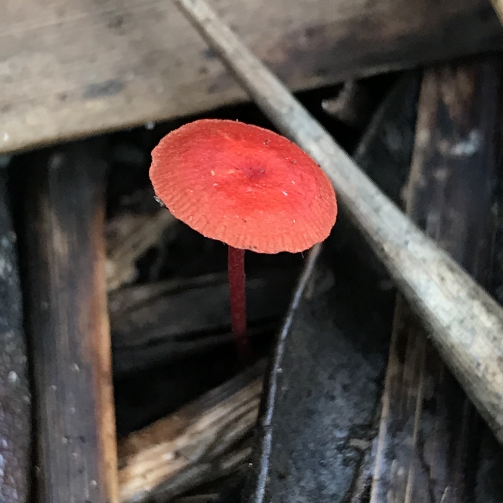 Ruby Bonnot ruby bonnet from Waitakere Ranges Regional Parkland, Piha, Auckland, NZ ...
