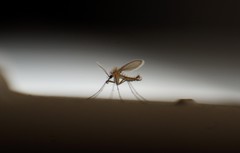 Phlebotominae