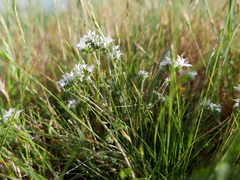 Arenaria querioides