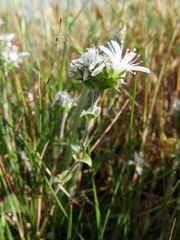 Arenaria querioides