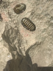 Chiton tuberculatus
