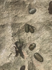 Chiton tuberculatus