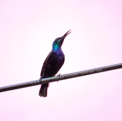 Cinnyris asiaticus