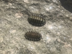 Chiton tuberculatus
