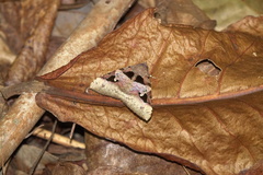 Avatha bubo