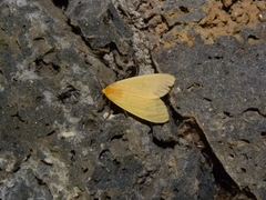 Pareuchaetes insulata