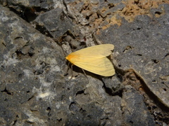 Pareuchaetes insulata