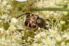 Trichiotinus piger