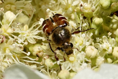 Trichiotinus piger