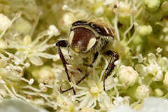 Trichiotinus piger