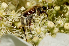 Trichiotinus piger