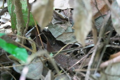 Hypospila creberrima