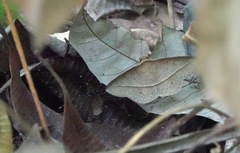 Hypospila creberrima