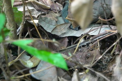 Hypospila creberrima