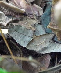 Hypospila creberrima