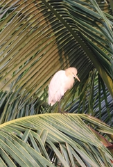 Bubulcus ibis