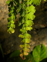 Adiantum concinnum