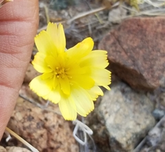 Anisocoma acaulis