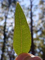Platylobium parviflorum