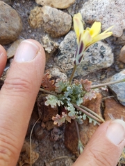 Anisocoma acaulis