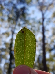 Platylobium parviflorum