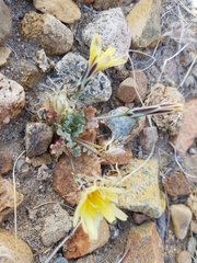 Anisocoma acaulis