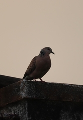 Streptopelia chinensis