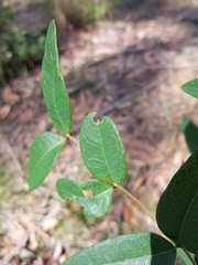Platylobium parviflorum