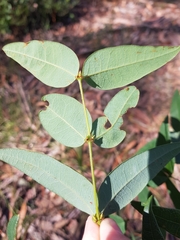 Platylobium parviflorum