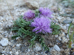 Jurinea humilis